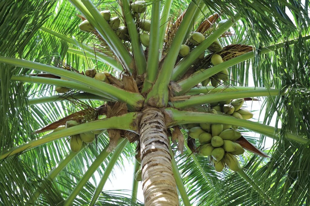Origin coconut palm