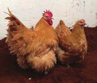 Solution animal care