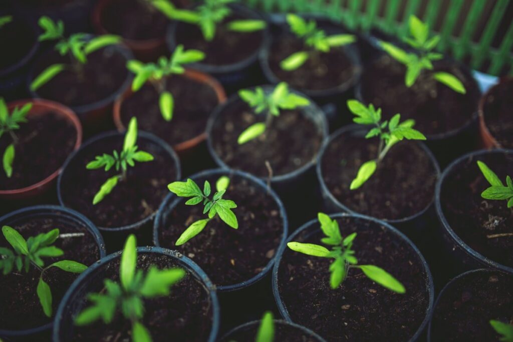 Solution nursery